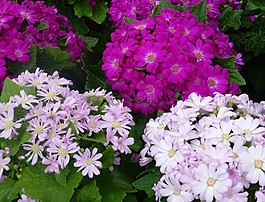 鮮花,性質(zhì),非洲菊