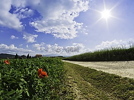 道路,罌粟,鮮花