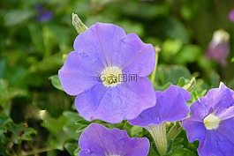 花朵紫色的,植物,花园