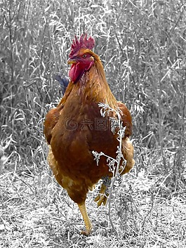 鳥(niǎo),公雞,雞