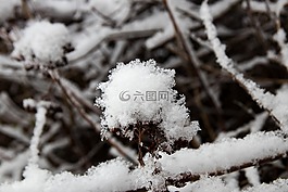 科,雪,冬天
