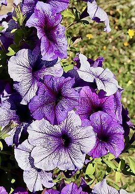 花,鮮花,紫羅蘭色