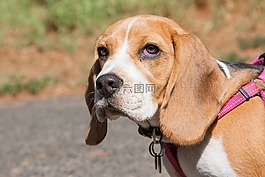 年輕的小獵犬,狗,動物