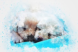 狗,睡眠,動(dòng)物