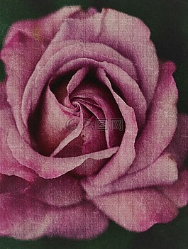 粉色,花,年份