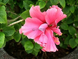 中國-玫瑰,槿,花