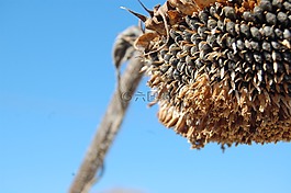 向日葵,品牌,黃色
