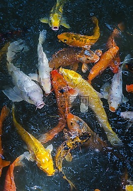 動物,魚,杭州