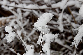 分支機(jī)構(gòu),雪,冬天