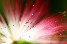桉樹花,花的,背景
