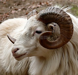 ram,頭,號角