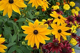 黃色的花朵,植物,地塊