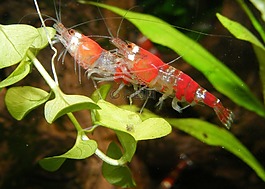 蝦,紅色,水族館