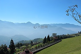 樹,大自然,旅游