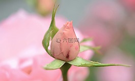 玫瑰,粉紅色,花