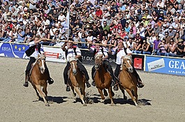 haflinger,西方,游戏