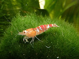 虾,青苔球,水族馆