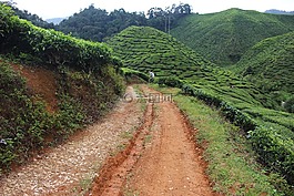 自然,道路,土壤