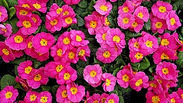 花,自然,植物區(qū)系