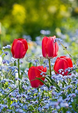 郁金香,花,鮮花