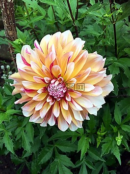 秋花,菊花,花花園