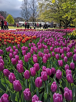 郁金香,荷蘭,keukenhof