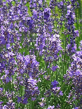 花,熏衣草,性質(zhì)