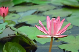 花,花園,植物