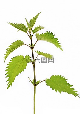 植物,高,攝影