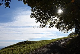 太陽,葉子,樹
