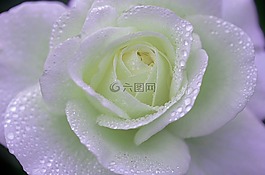 玫瑰,花,natur
