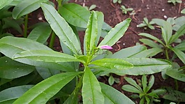 人參泰國,人參,草本植物
