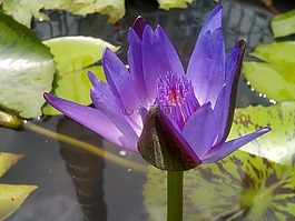莲花,紫色的莲花。,刷新。