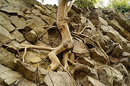 木材,根,懸崖