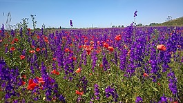 领域的鲜花,紫,seestadt aspern