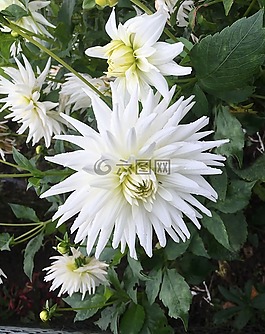 秋花,白,菊花