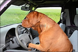 狗,dogue de 波尔多,宠物