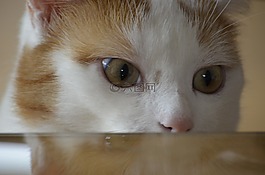 貓,勞爾,狡猾