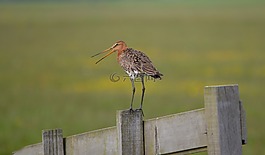 godwit,极点,鸟