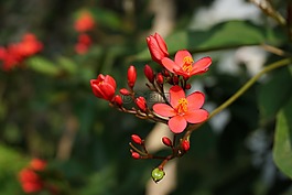 海棠花,公園,綻放