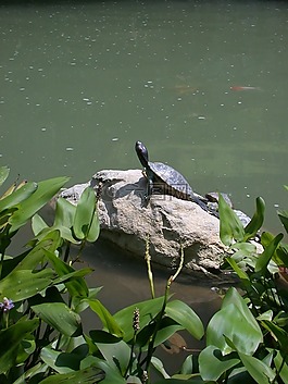 龜,爬行動(dòng)物,野生動(dòng)物