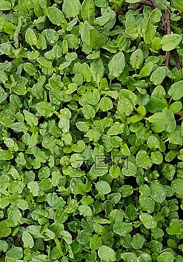 小,草本植物,植物
