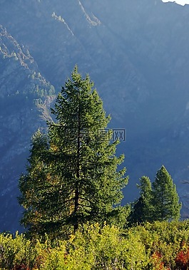 樹,落葉松,山