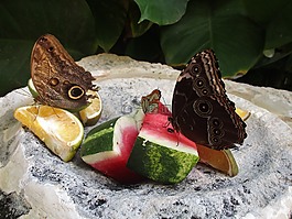 蝴蝶,水果,性質(zhì)