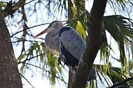 藍(lán)鷺,鳥,動(dòng)物