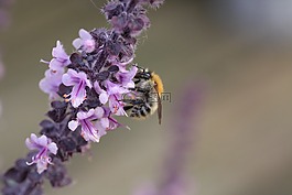 罗勒,野生蜂,花蜜