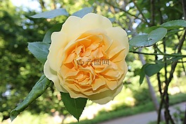花,厂,黄色花