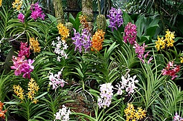 鲜花,花坛,花园