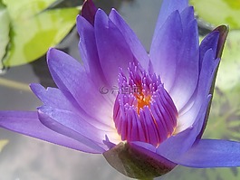 莲花,紫色的莲花。,刷新。