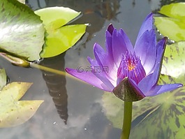 莲花,紫色的莲花。,刷新。